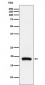 Anti-ARF5 Rabbit Monoclonal Antibody